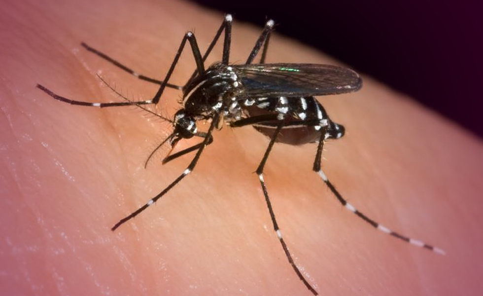 The fight against mosquito bites ends now – how?