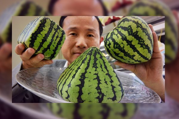 Why does a melon cost $27,000 in Japan?